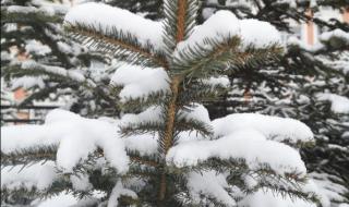 塞北的雪歌词