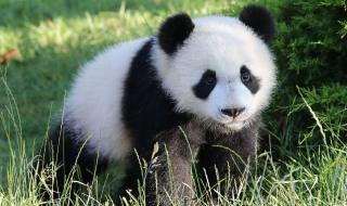 法国续租我国大熊猫