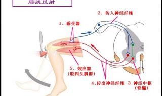 反射和反射弧的关系