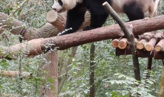 成都大熊猫繁育基地